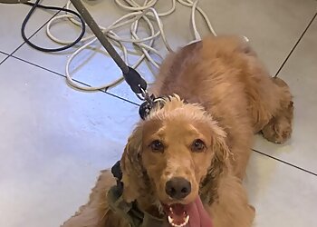 4 Pattes image 2 Marseille Dog Grooming 4 Pattes image 2