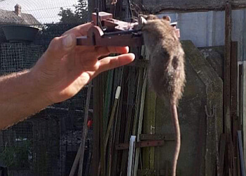 AGM Services image 3 Meilleurs Anti Nuisibles à Reims AGM Services image 3