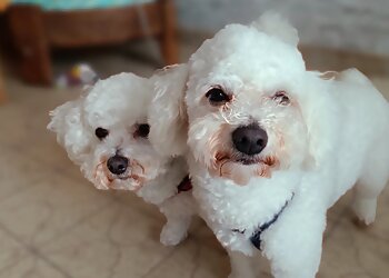 Abracadachien image 3 Dijon Dog Grooming Abracadachien image 3