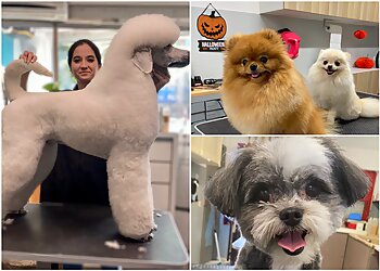 Abri Canin image 3 Meilleurs Salons de Toilettage De Chien à Nîmes Abri Canin image 3