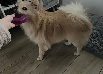 Ac'tifs Canin image 3 Meilleurs Salons de Toilettage De Chien à Lyon Ac'tifs Canin image 3