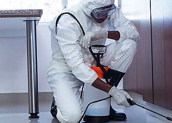 Intervention dératisation entreprise