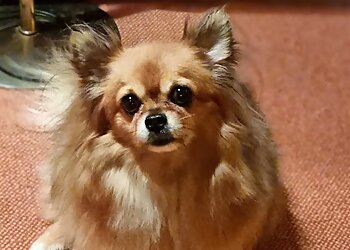 Adomicil'dog image 2 Strasbourg Dog Grooming Adomicil'dog image 2