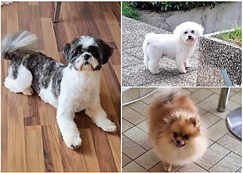 Adomicil'dog image 3 Strasbourg Dog Grooming Adomicil'dog image 3