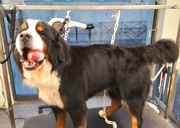 Ami Chien image 3 Meilleurs Salons de Toilettage De Chien à Montpellier Ami Chien image 3