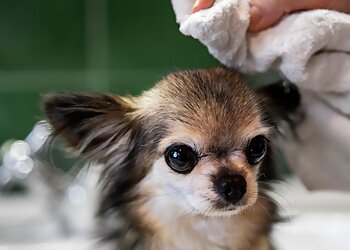 Au Chien Beauté image 2 Meilleurs Salons de Toilettage De Chien à Bordeaux Au Chien Beauté image 2