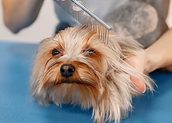 Au Chien Beauté image 3 Meilleurs Salons de Toilettage De Chien à Bordeaux Au Chien Beauté image 3