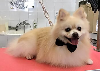 Au Chienchic Toulon image 2 Toulon Dog Grooming Au Chienchic Toulon image 2