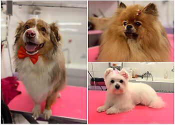 Au Chienchic Toulon image 3 Toulon Dog Grooming Au Chienchic Toulon image 3