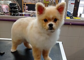 Au Paradis des Chiens image 3 Meilleurs Salons de Toilettage De Chien à Saint-Étienne Au Paradis des Chiens image 3