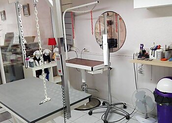 Aux 6 Os d'Or image 2 Toulouse Dog Grooming Aux 6 Os d'Or image 2