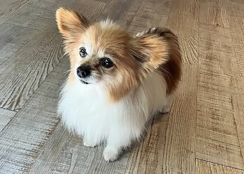 Aux ARISTO-Chiens image 3 Meilleurs Salons de Toilettage De Chien à Montpellier Aux ARISTO-Chiens image 3