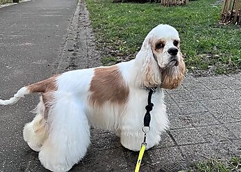 Aux Aristochiens image 2 Meilleurs Salons de Toilettage De Chien à Grenoble Aux Aristochiens image 2