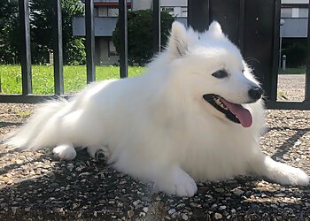 Aux Aristochiens image 3 Meilleurs Salons de Toilettage De Chien à Grenoble Aux Aristochiens image 3