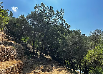 Azur Services & Gardens image 2 Toulon Landscaping Companies Azur Services & Gardens image 2