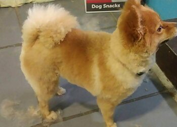 Beauté Animale image 3 Lille Dog Grooming Beauté Animale image 3