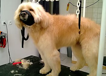 Bellou Toilettage image 2 Toulon Dog Grooming Bellou Toilettage image 2