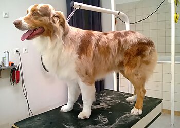 Bellou Toilettage image 3 Toulon Dog Grooming Bellou Toilettage image 3