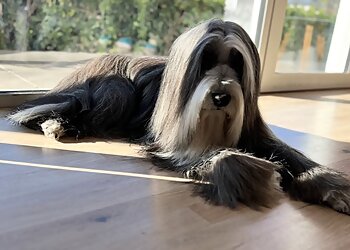 C'Ouaf Canin image 2 Meilleurs Salons de Toilettage De Chien à Montpellier C'Ouaf Canin image 2