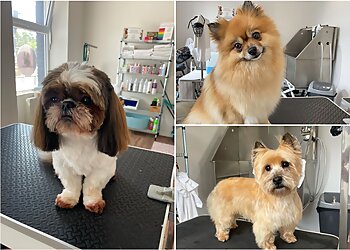 Chic Canin image 3 Rennes Dog Grooming Chic Canin image 3