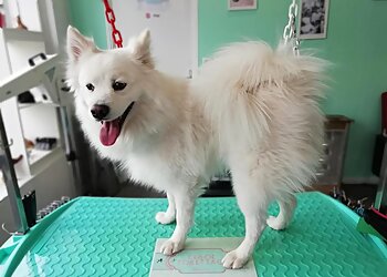 Chloé Toilettage image 2 Le Havre Dog Grooming Chloé Toilettage image 2