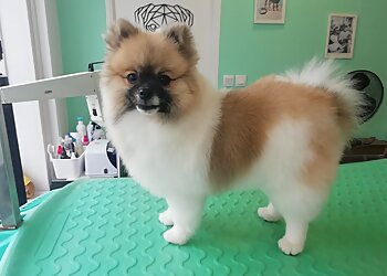 Chloé Toilettage image 3 Le Havre Dog Grooming Chloé Toilettage image 3