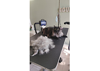 CleanPoils & Gourmandises image 2 Toulon Dog Grooming CleanPoils & Gourmandises image 2