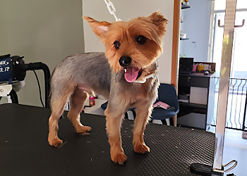 CleanPoils & Gourmandises image 3 Toulon Dog Grooming CleanPoils & Gourmandises image 3