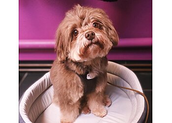 Com' Chiens et Chats image 2 Angers Dog Grooming Com' Chiens et Chats image 2