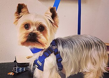 Com' Chiens et Chats image 3 Angers Dog Grooming Com' Chiens et Chats image 3