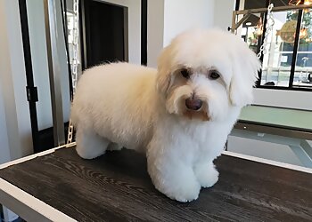 Comme Chiens et Chats image 2 Meilleurs Salons de Toilettage De Chien à Bordeaux Comme Chiens et Chats image 2