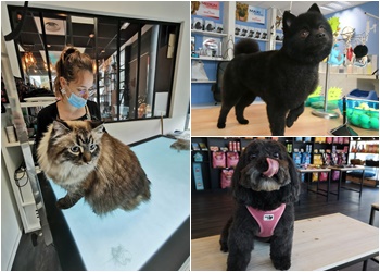 Comme Chiens et Chats image 3 Meilleurs Salons de Toilettage De Chien à Bordeaux Comme Chiens et Chats image 3