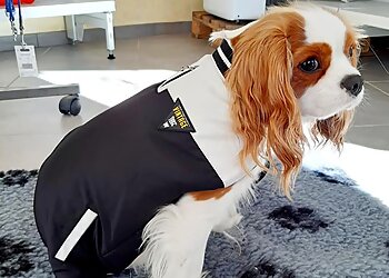 DOG FORM image 2 Meilleurs Salons de Toilettage De Chien à Saint-Étienne DOG FORM image 2