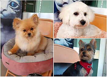 DOG FORM image 3 Meilleurs Salons de Toilettage De Chien à Saint-Étienne DOG FORM image 3