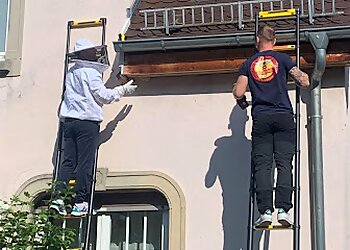 Dard des villes image 2 Strasbourg Pest Control Dard des villes image 2