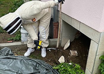 Dard des villes image 3 Strasbourg Pest Control Dard des villes image 3