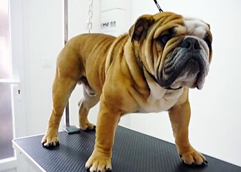 De bon poil image 2 Nantes Dog Grooming De bon poil image 2