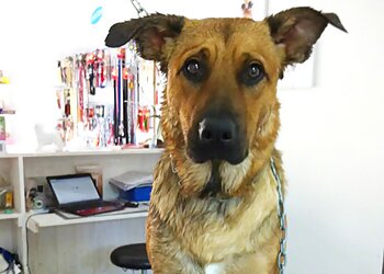 De bon poil image 3 Nantes Dog Grooming De bon poil image 3