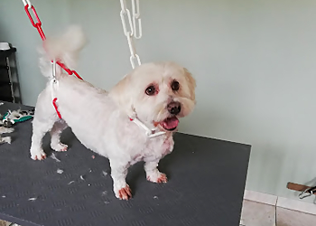 Dog Institut & Cie image 2 Meilleurs Salons de Toilettage De Chien à Saint-Étienne Dog Institut & Cie image 2