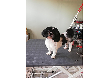 Dog Institut & Cie image 3 Meilleurs Salons de Toilettage De Chien à Saint-Étienne Dog Institut & Cie image 3