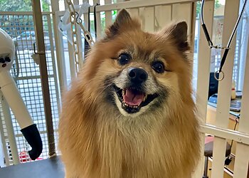 Dog Paradise image 2 Meilleurs Salons de Toilettage De Chien à Nice Dog Paradise image 2