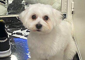 Dog Paradise image 3 Meilleurs Salons de Toilettage De Chien à Nice Dog Paradise image 3