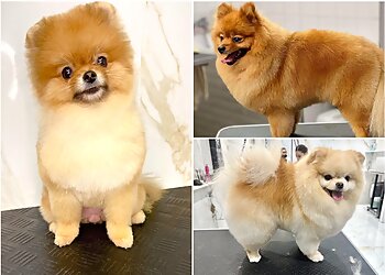 Dog's Land Nice image 3 Meilleurs Salons de Toilettage De Chien à Nice Dog's Land Nice image 3