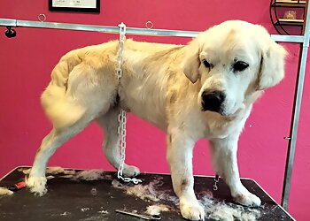 Dolly Dog image 2 Angers Dog Grooming Dolly Dog image 2