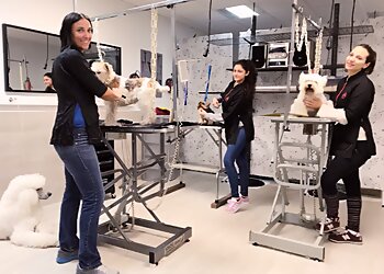 ETAP Chien image 2 Meilleurs Salons de Toilettage De Chien à Nice ETAP Chien image 2