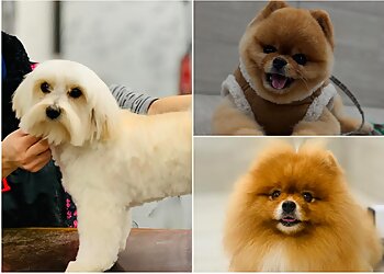 ETAP Chien image 3 Meilleurs Salons de Toilettage De Chien à Nice ETAP Chien image 3