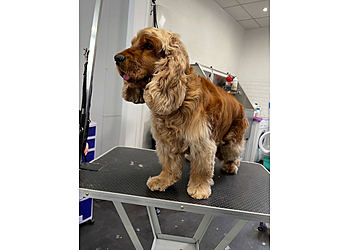 Entre 2 Bonnes Pattes image 2 Le Havre Dog Grooming Entre 2 Bonnes Pattes image 2