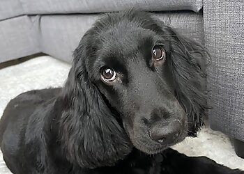 Espace canin image 3 Reims Dog Grooming Espace canin image 3