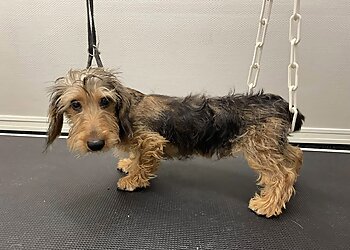 Esthetichien image 2 Dijon Dog Grooming Esthetichien image 2