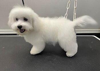 Esthetichien image 3 Dijon Dog Grooming Esthetichien image 3